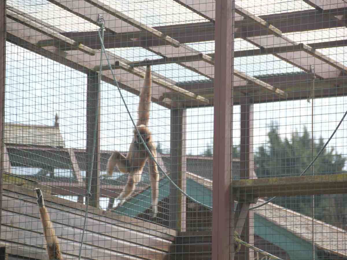 Monkey Haven picture gallery
